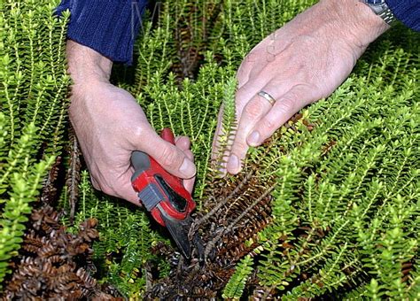 how to prune hebes shrubs.